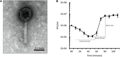 Survival Comes at a Cost: A Coevolution of Phage and Its Host Leads to Phage Resistance and Antibiotic Sensitivity of Pseudomonas aeruginosa Multidrug Resistant Strains